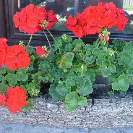 Agro Przy Kominku Farma